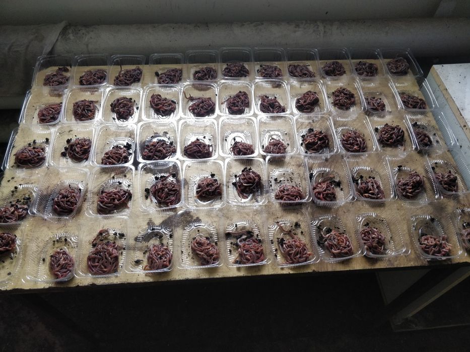 Опарыш,фасований червь, дендробена, мотиль мешковой, опариш