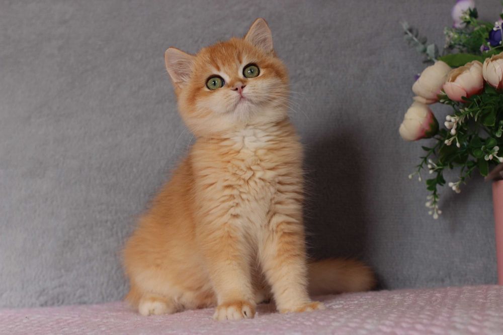 Британсьеі котики та киці