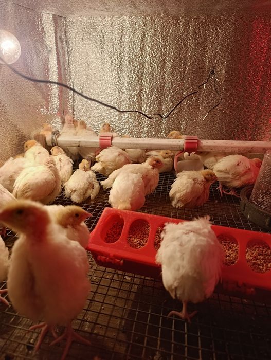 Продам инкубационое яицо техасец ,феникс,фараон