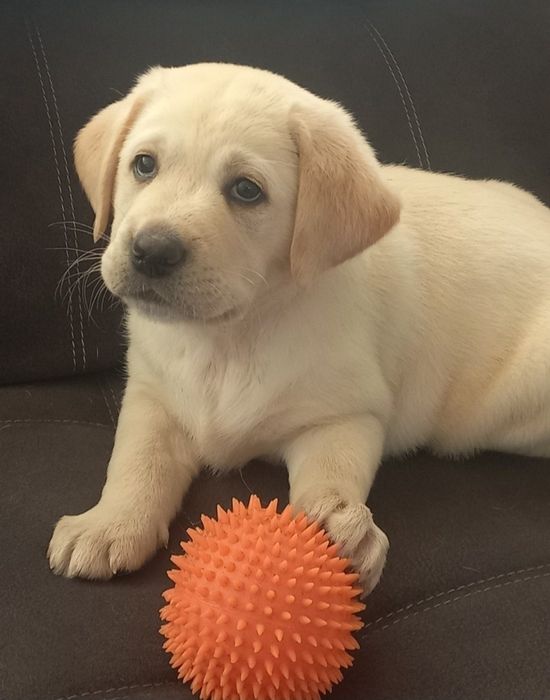 Біла дівчинка Лабрадор Ретривер Доставка в Німеччину
