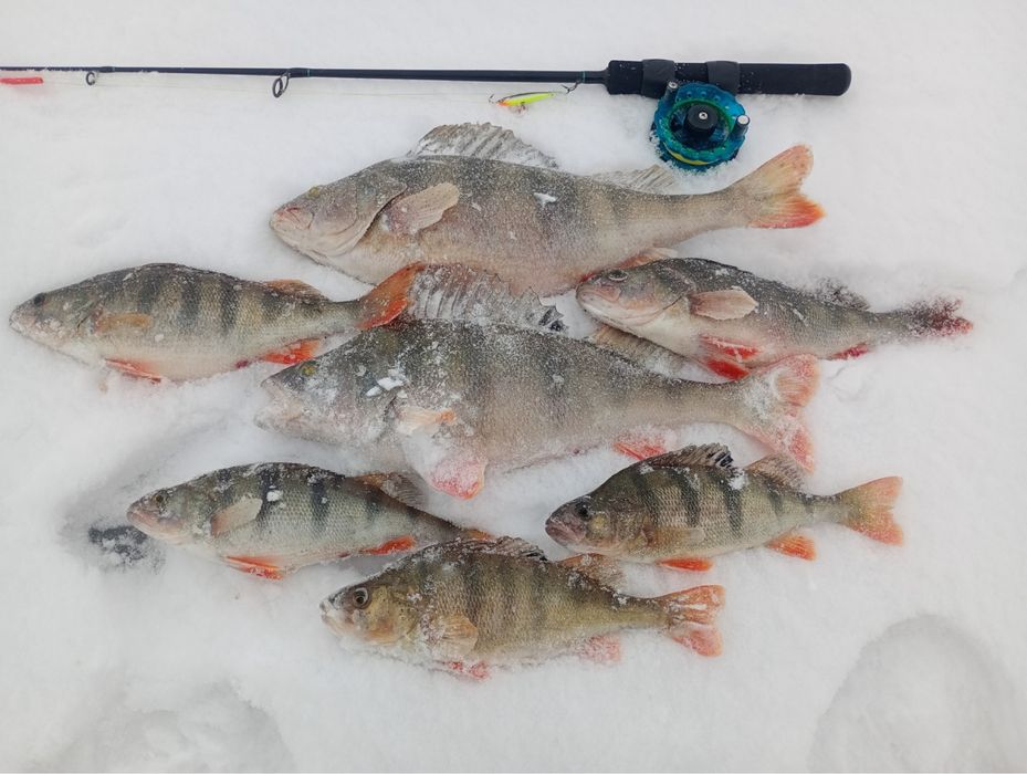 Оренда номерів, будинку. Рибалка на Дністрі . Зимова рибалка.