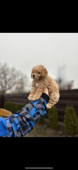 P r e m i u m ‼️ Мини мальтипу F-1,,