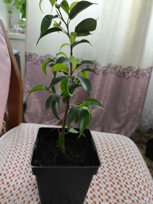 Фікус зеленолистий