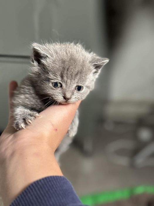 Кошенята шотландські