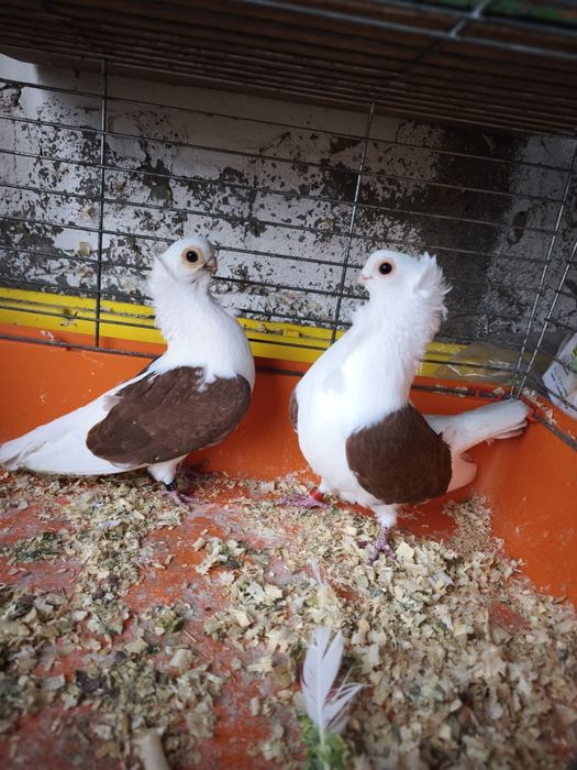 Mewka mewka newka Polska