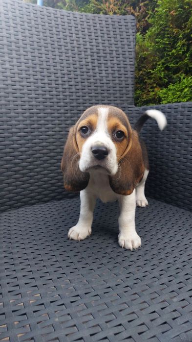 Beagle trikolor aktualne