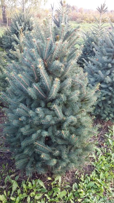 Choinki z własnej plantacji