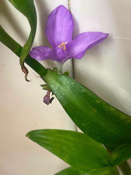Plantas de coleção