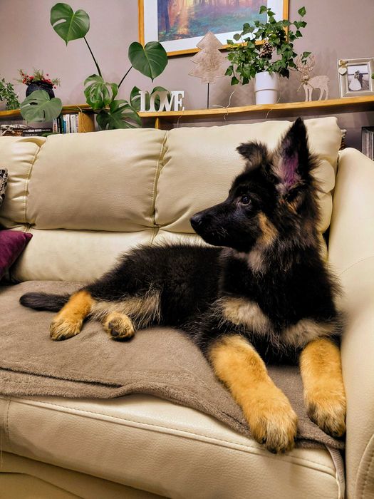 Suczka Owczarek Niemiecki Długowłosy