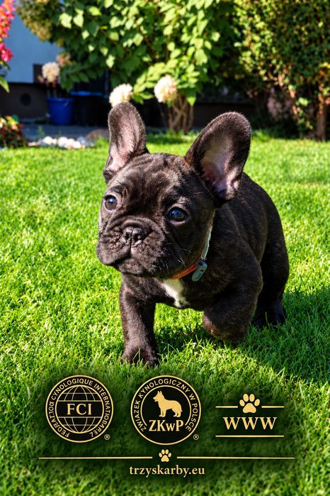 Buldog francuski FCI  ZKwP hiszpański elitarny rodowód.
