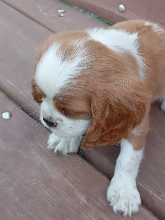 Cavalier king charles spaniel