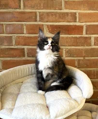 Orea Magnus*PL - kotka rasy Maine Coon szuka nowego domu.