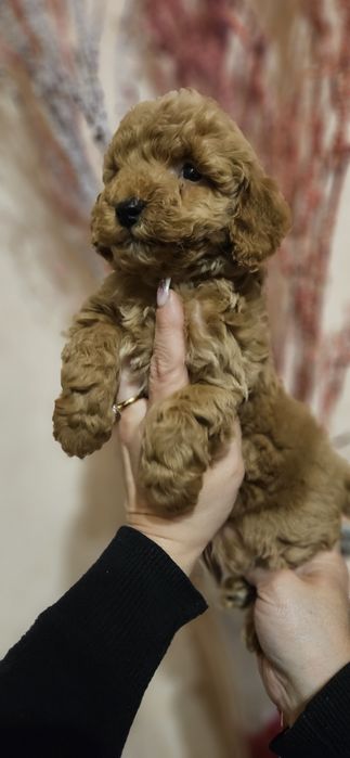 Мальчики мальтипу 2 мес