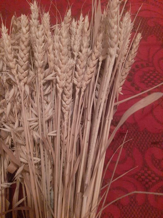 Букети пшениці і овес.