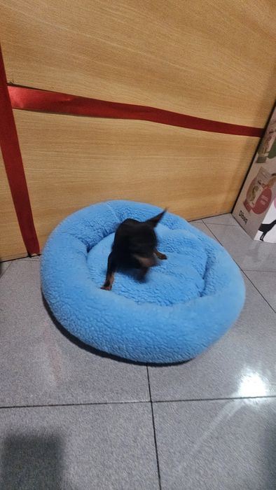 Pincher mini macho