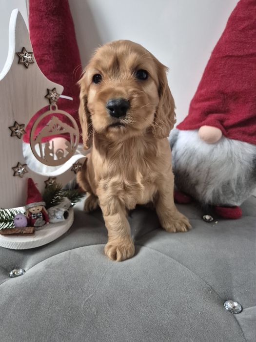 Cocker spaniel piesek Dingo