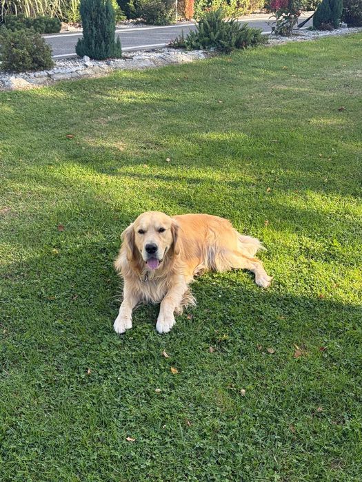 Golden Retriever zkwp Fci do rezerwacji