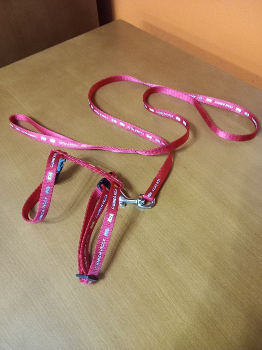 Trela para porquinho da india