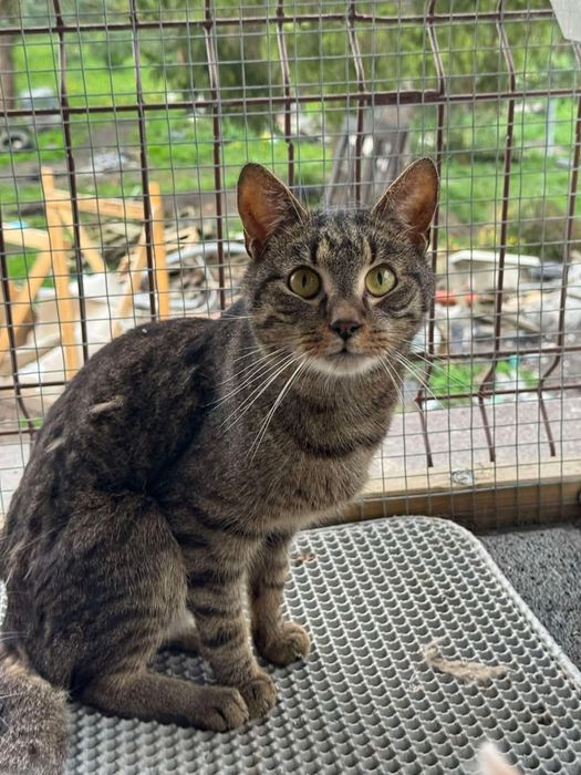 Batman i Shakira - idealny dwupak-ktoś pokocha?