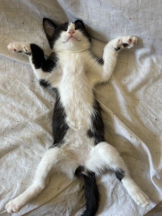 Gata para adoção