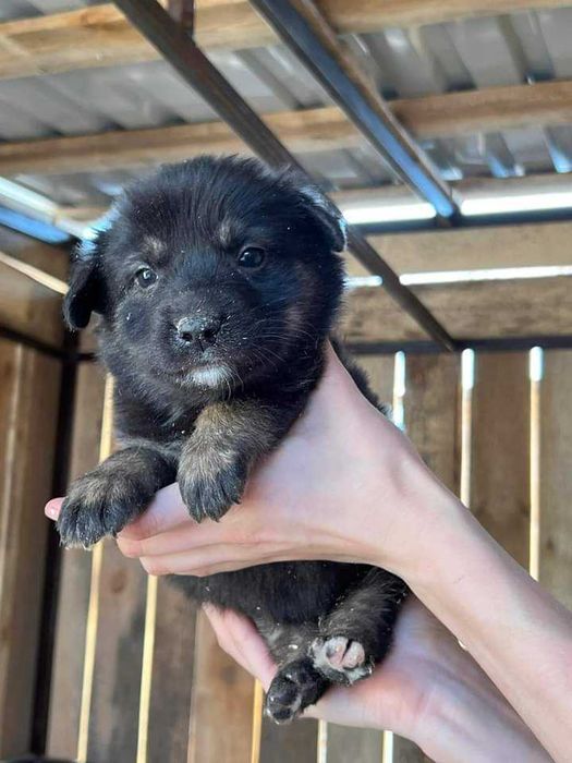 Прилаштовуємо милих цуциків