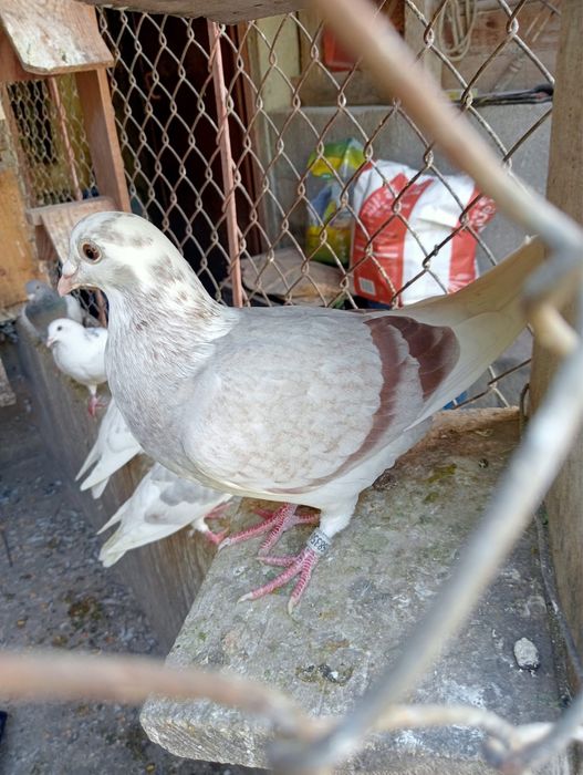 Pombos Correios em Braga