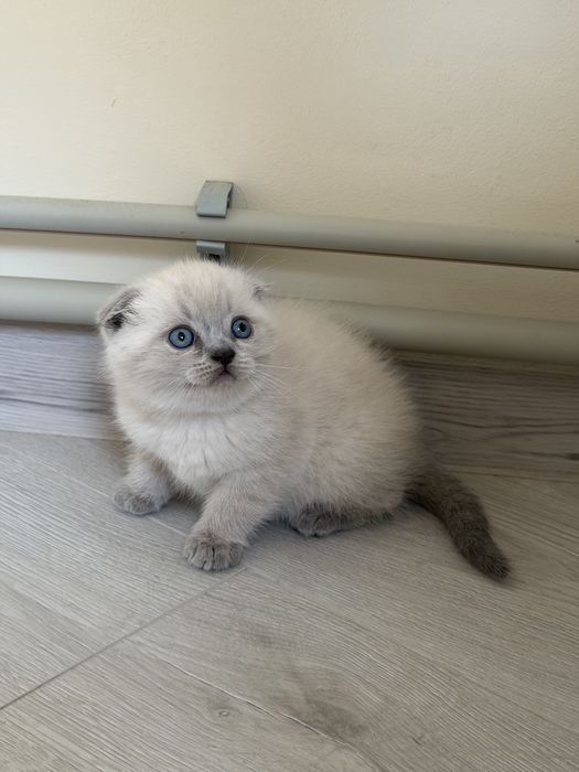 Продаються кошенята!