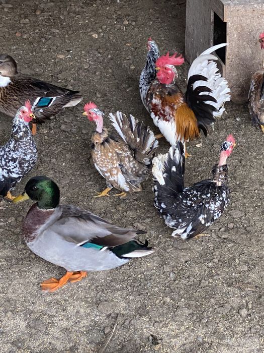 Ovos de garnisés carecas miniatura.