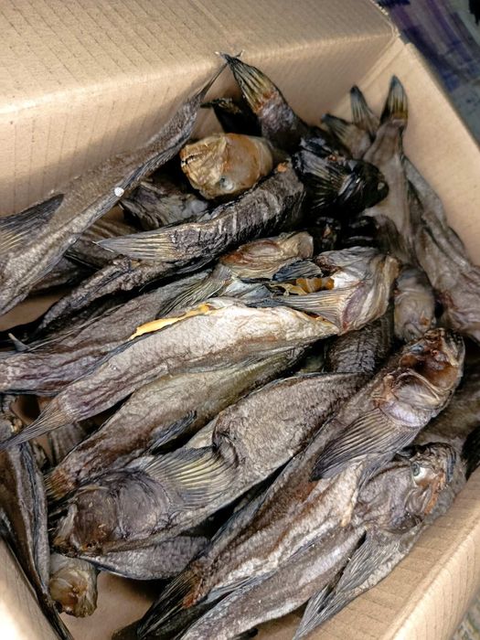 Бичок балтійський