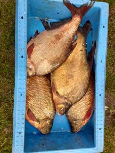 Karp kroczek, karp handlówka, karp tarlak 8kg+