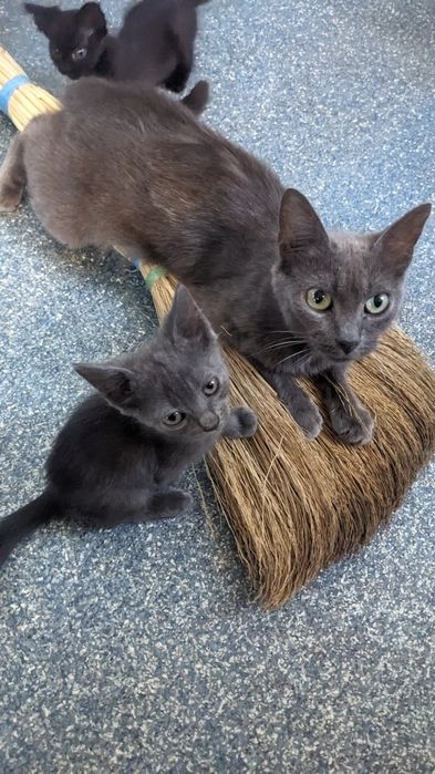 Отдам чудесных котят.