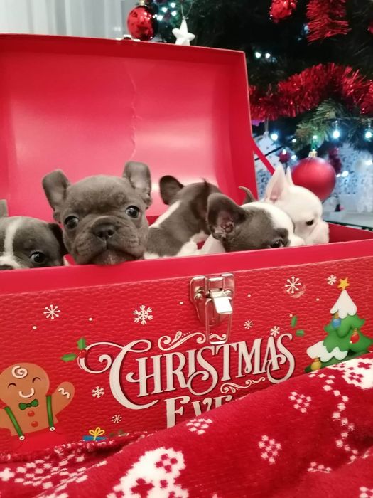 Buldog francuski suczka Blue