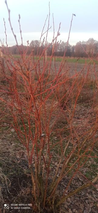 Borówka amerykańska