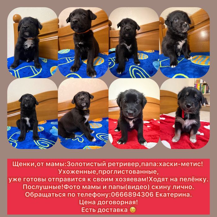 Щенки от золотистого ретривера