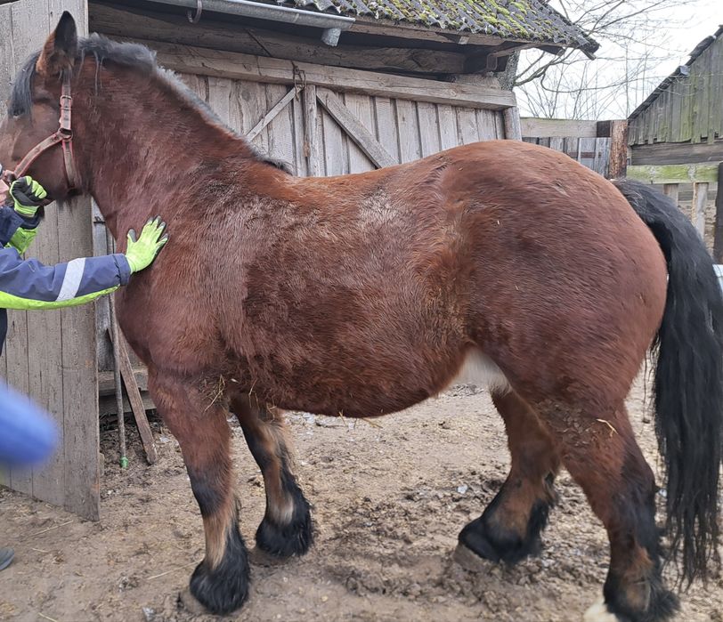 Kobyła Źrebna Srokata