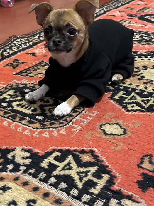 Комбенизон для собак та котів