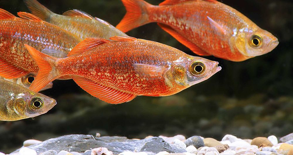 Tęczanka czerwona - Glossolepis incisus - dowóz, wysyłka