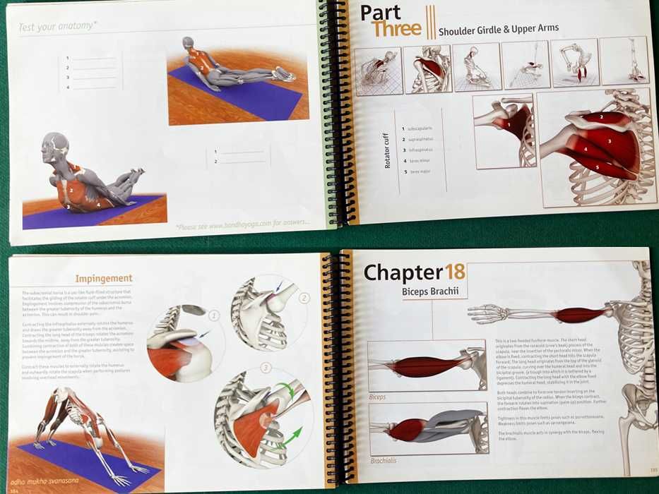 The Key Muscles of Hatha Yoga - Ray Long (vol. 1)64584551233795122