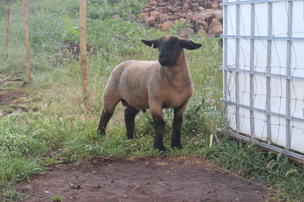 Borrego suffolk puro com certificado