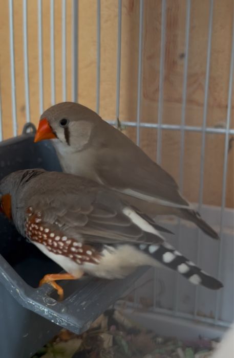 Пташки для душі.