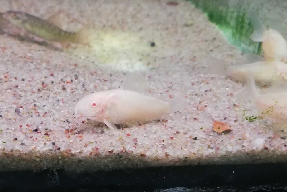 Kirys spiżowy Albinos