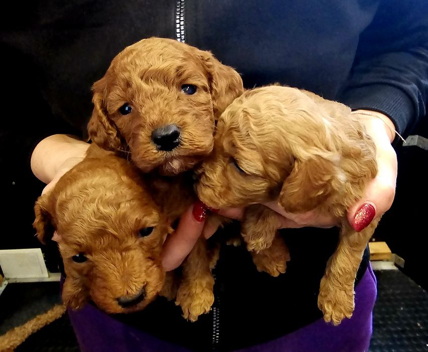 Pudel miniaturowy płowy (red) sunia ZkwP FCI