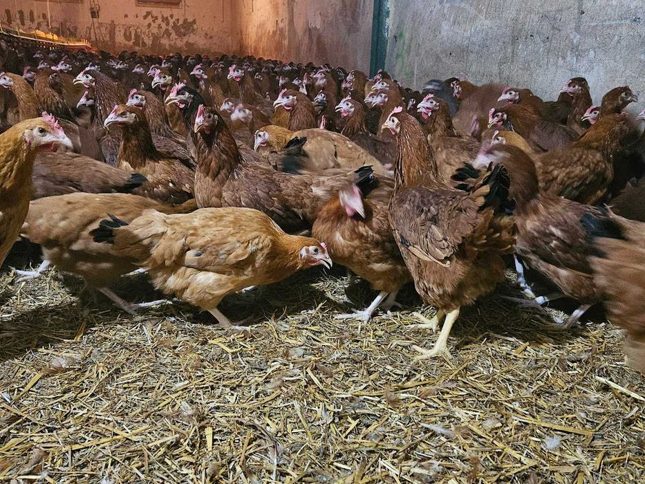 KURKI kokoszki nioski odchowane rasy ROSA dowóz gratis