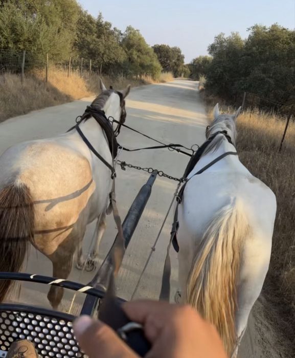 Egua Montada e Engatada