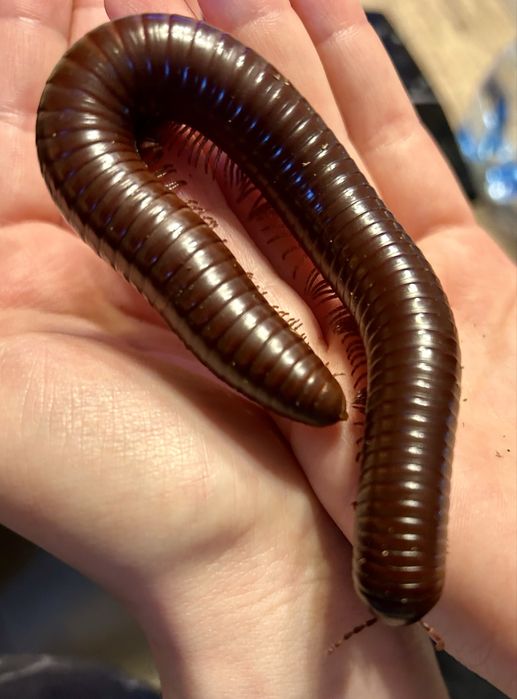 Krocionóg gwinejski 20 cm samica