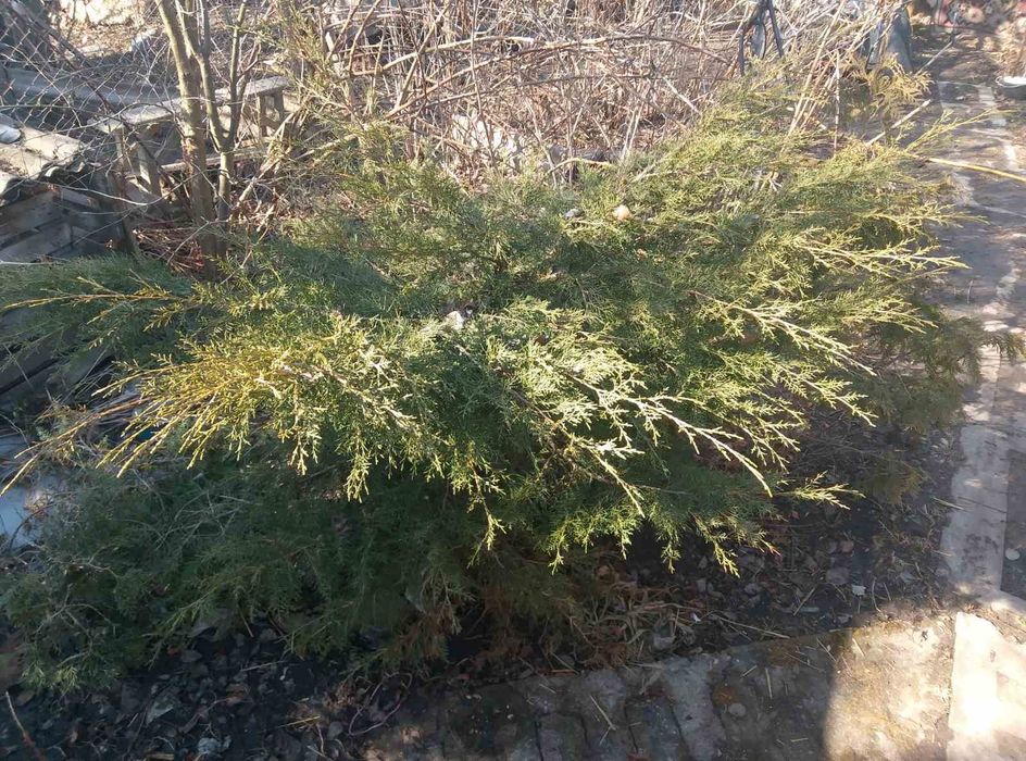 Продам будинок з усіма зручностями  Білецьківка