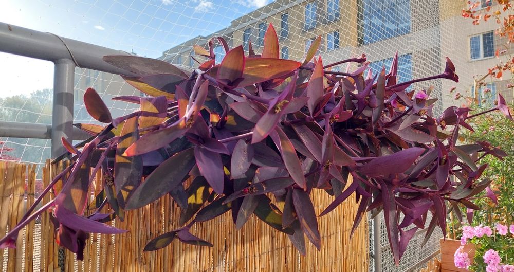 Trzykrotka purpurowa