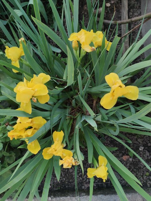 Карликові іриси набір