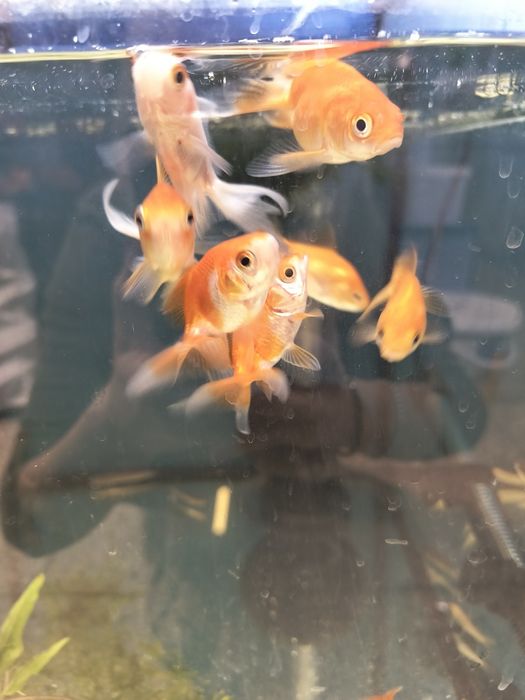 Welonka ryba . Różne rodzaje.