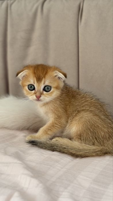 Золоті кошенчта різних варіантів